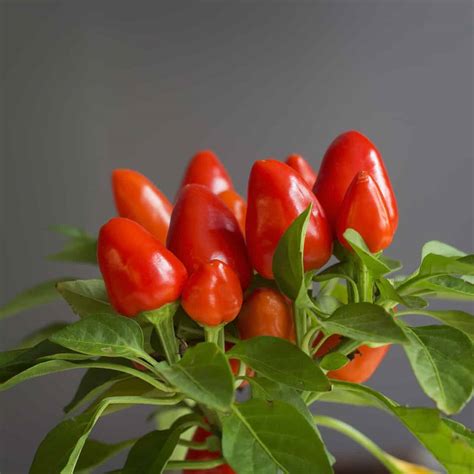 Growing Hot Peppers Indoors The Basics