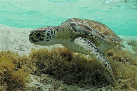 Climate Change Is Turning Baby Green Sea Turtles Female