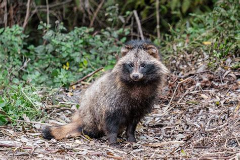 Raccoon Dogs Pose A Particular Threat To Ground Nesting Birds In