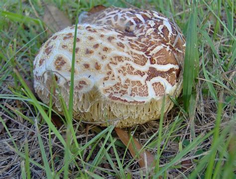 Poisonous Boletus Mushroomhint Of Yellow Flickr Photo Sharing