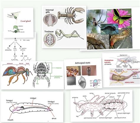 Phylum Arthropoda Diagram Quizlet