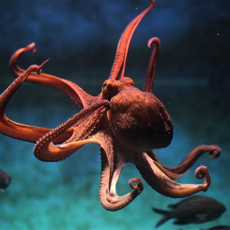Octopus Energy Is Supplier Of Last Resort For Effortless Energy Customers