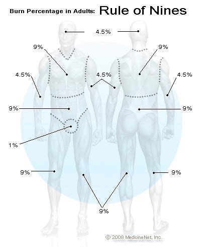 It is used to calculate replacement fluids and admission to the entire surface of the human body is divided into 11 areas, with each given a value of 9%. Burn Percentage in Adults: Rule of Nines Chart