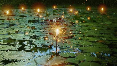 Wallpaper Sunlight Lights Leaves Reflection Plants Evening Pond