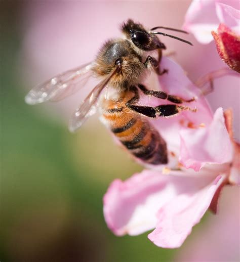 Bee On Pink Flower Nathan Rupert Flickr