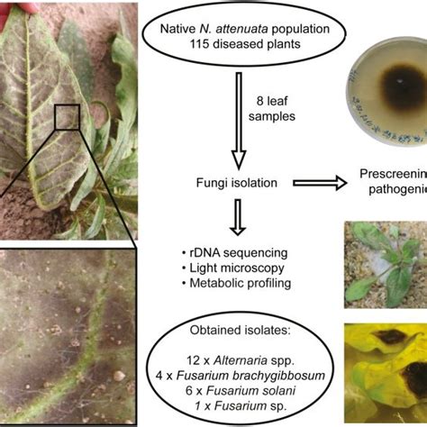 Morphology Of Native Fungal Pathogens Observed By Light Microscopy