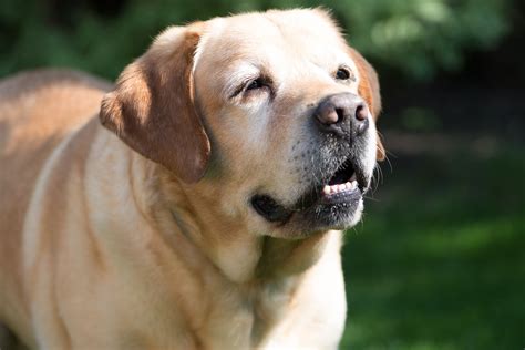 Hemangiosarcoma What All Dog Owners Need To Know