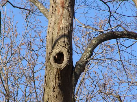 Blue Jay Barrens Tree Holes