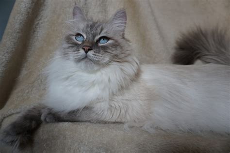 Adult Siberian Cat For Adoption Siberian Cats