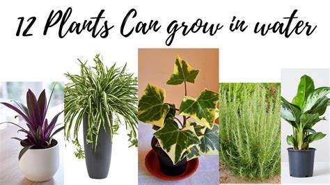 12 Plants Can Grow In Water Grow Plants In Water Indoor Plants In