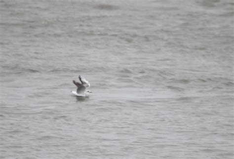 Bill Hubick Photography Black Headed Gull Larus Ridibundus