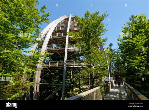 Tree Tower Tree Top Path Bavarian Forest Neuschönau Bavarian Forest