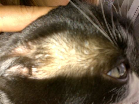 Cat Ear Hair Loss Is Your Cat Losing Hair 6 Reasons For Hair Loss In