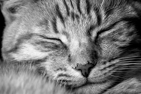Animal, cute, pet, black cat, whiskers, kitty, vertebrate, bombay, burmese, cat's. Free Images : black and white, sweet, animal, cute, pet ...