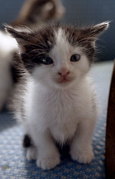 Really Cute Kitten Cute Kittens Pinterest
