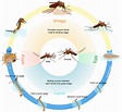 File:Culex mosquito life cycle en.svg - Wikipedia