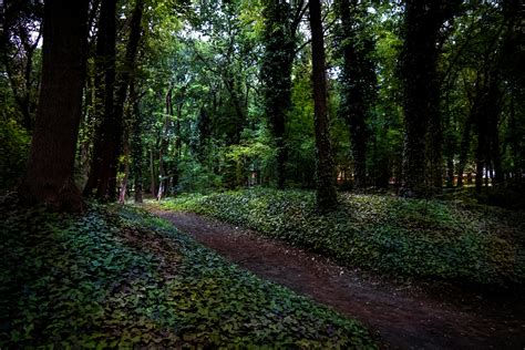 Free Stock Photo Of Forests Glade Green
