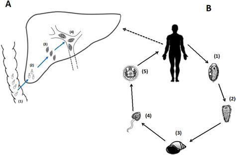 Fasciola Hepatica Lifecycle Graphical Representation Of The F