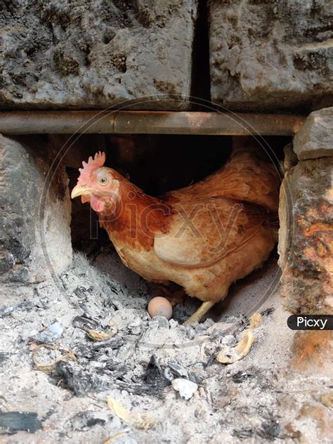 image of indian country hen with egg upon ashes cs493712 picxy