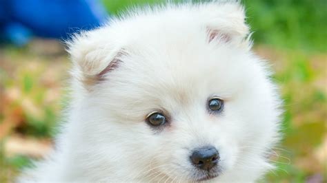 Cute White Puppy HD Animals Wallpapers | HD Wallpapers | ID #39957
