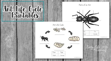 Get To Know The Different Life Stages Of Ants With These Cute Ant Life