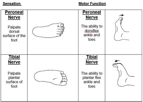 Tibial Nerve Motor Function Nursing School Humor Physical Therapy