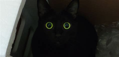 Big Eyes Blackcats