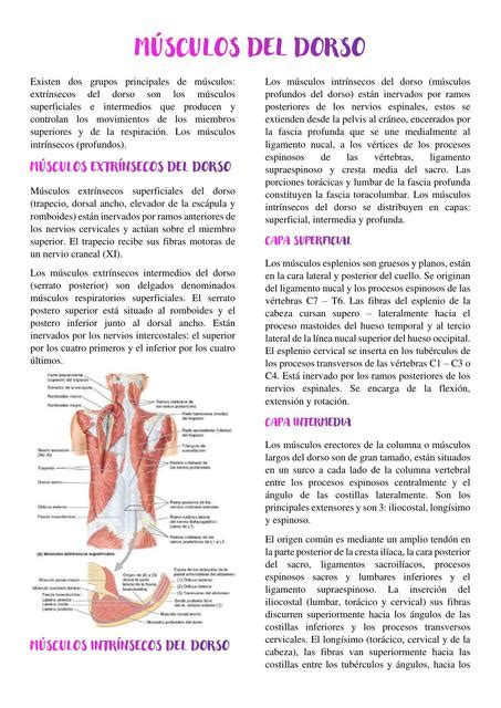 M Sculos Del Dorso Anatomia Udocz