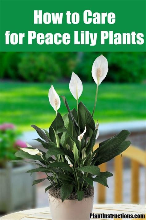 Peace Lily Plant Care How To Care For Your Peace Lilies With Images