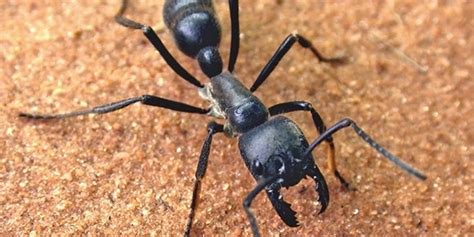 Giant Predatory Ants Wired