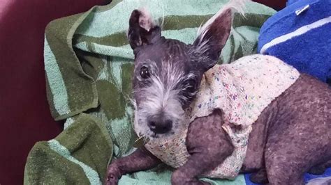 Bald Dog Spends 400 Days In Shelter As Adopters Put Off By His Looks