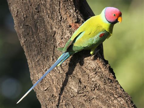 Plum Headed Parakeet Facts Pet Care Temperament Pictures