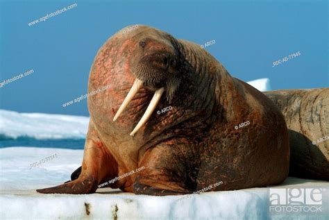 Walrus On Ice Floe Nunavut Territory Canada Odobenus Rosmarus Arctic