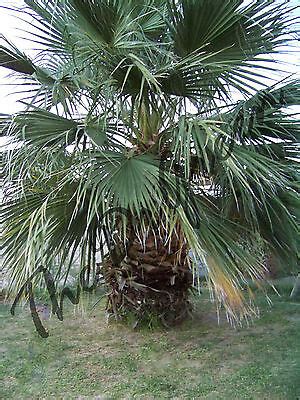 Seeds Washingtonia Filifera California Fan Palm Short Fat Tree