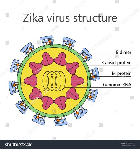 Multicolored Vector Illustration Zika Virus Structure Stock Vector 380301127 Shutterstock