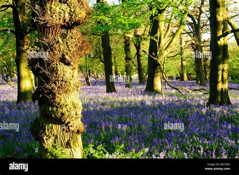 Ancient English Woodlandsmisk Hills Nottinghamshire Stock Photo Alamy