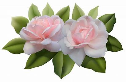 Roses Clipart Transparent Flower Yopriceville Previous Painting