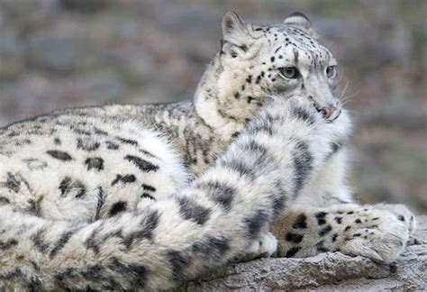 Snow leopards 'nom-nom' their tails has destroyed their tough-guy image