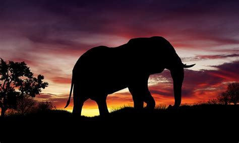 Download Nature Sunset Elephant Royalty Free Stock Illustration