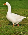How to Raise Healthy Geese for the Backyard Farm - Timber Creek Farm