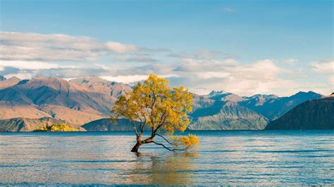 ¿por Qué El árbol De Wanaka Es El Más Famoso De Nueva Zelanda Viajar