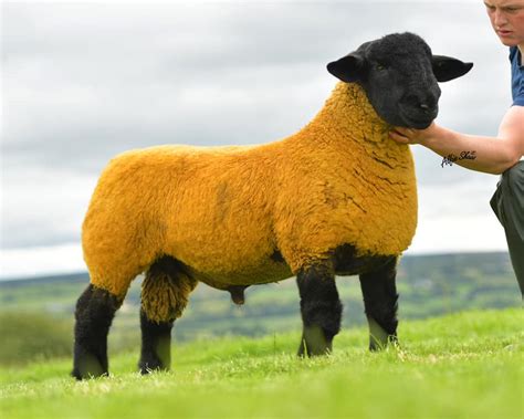 Donegal Breeders Fetch €50000 For 7 Month Old Ram Lamb