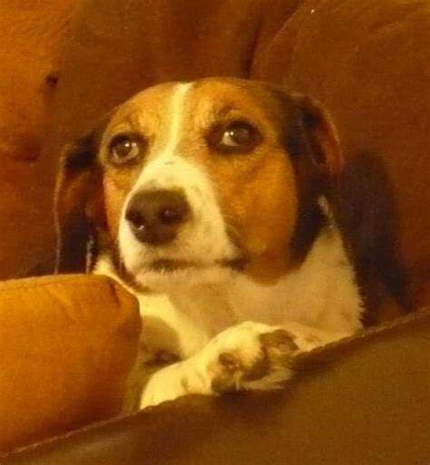 In order to confirm the exact cause of the mass and, if it is a tumour, to find out how malignant it is, a tissue sample must be collected. Facial Stroke in Dogs: Causes, Signs and Treatment ...