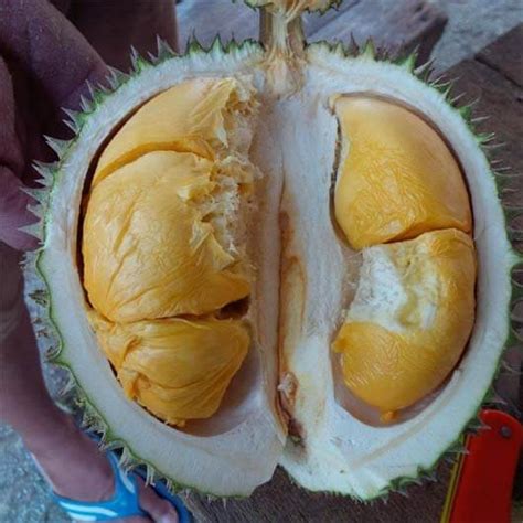 See more of benih durian musang king duri hitam murah on facebook. Jual Bibit Durian Duri Hitam (Durian Ochee) Unggul ...