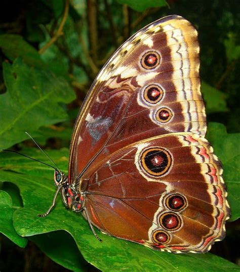 Blue Morpho Butterfly Morpho Peleides Wings Closed A Photo On