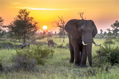 Best Time Of Year To Visit Kruger National Park Kimkim