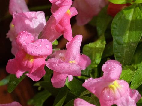Si tratta di una delle specie di eriche meno decorative, in quanto la fioritura è di colore verdastro, e spesso si confonde tra le foglie, aghiformi, di colore verde chiaro, leggermente carnose; Un fiore dalla forma particolare: la bocca di leone ...