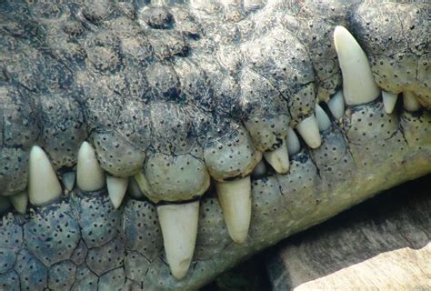 Big Teeth In 2020 Big Teeth Saltwater Crocodile Teeth