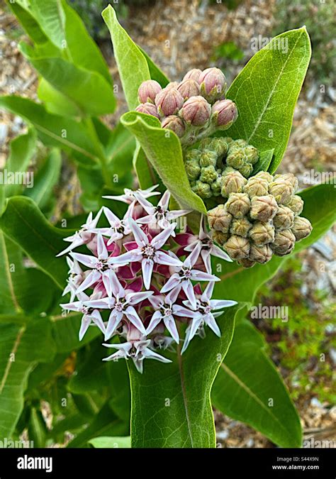 Showy Milkweed Hi Res Stock Photography And Images Alamy