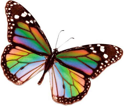 Butterfly Butterfly Painting Rainbow Butterfly Realistic Butterfly